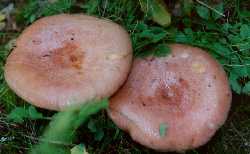 haaparousku