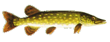 Hauki