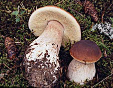 herkkutatti