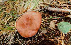kangasrousku