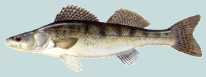 kuha